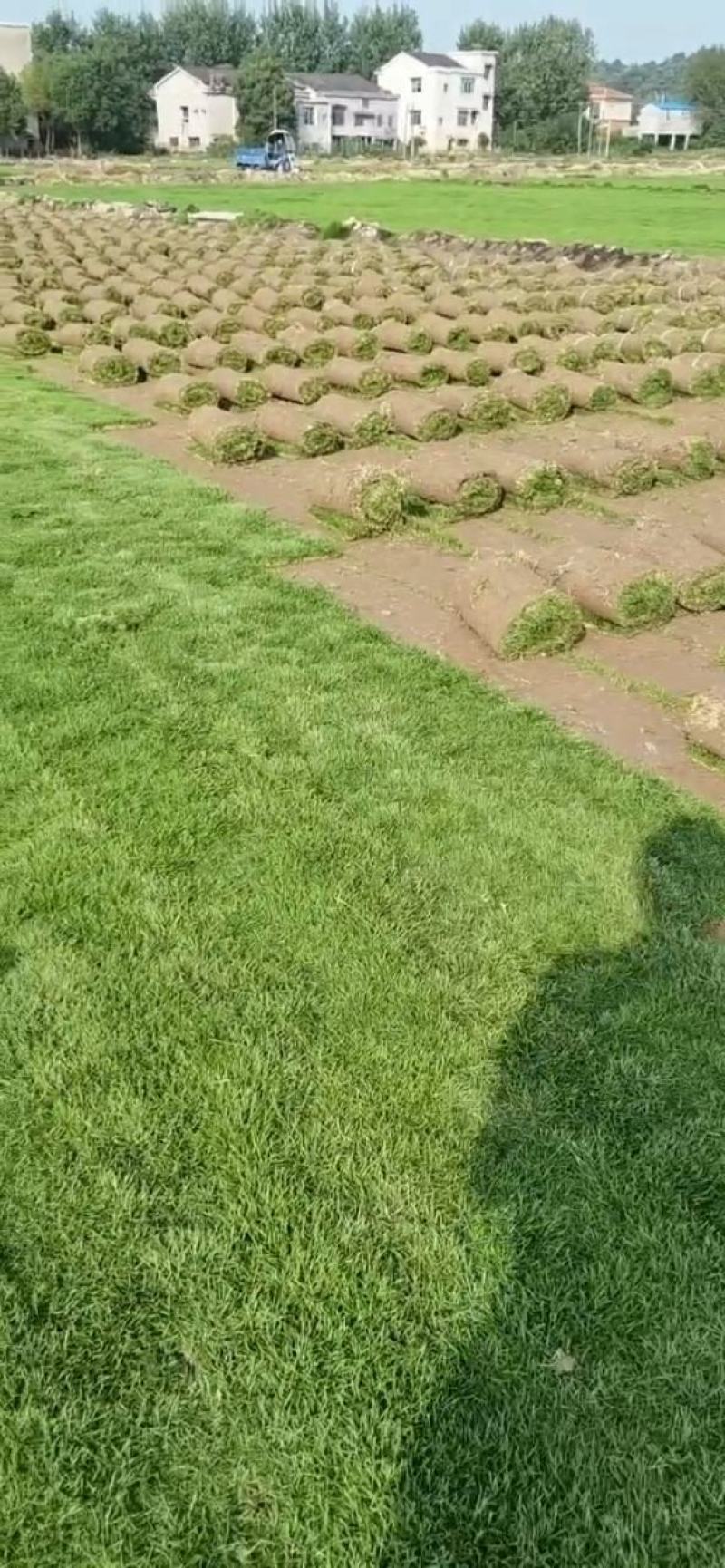 精品马尼拉草坪公园别墅绿化护坡