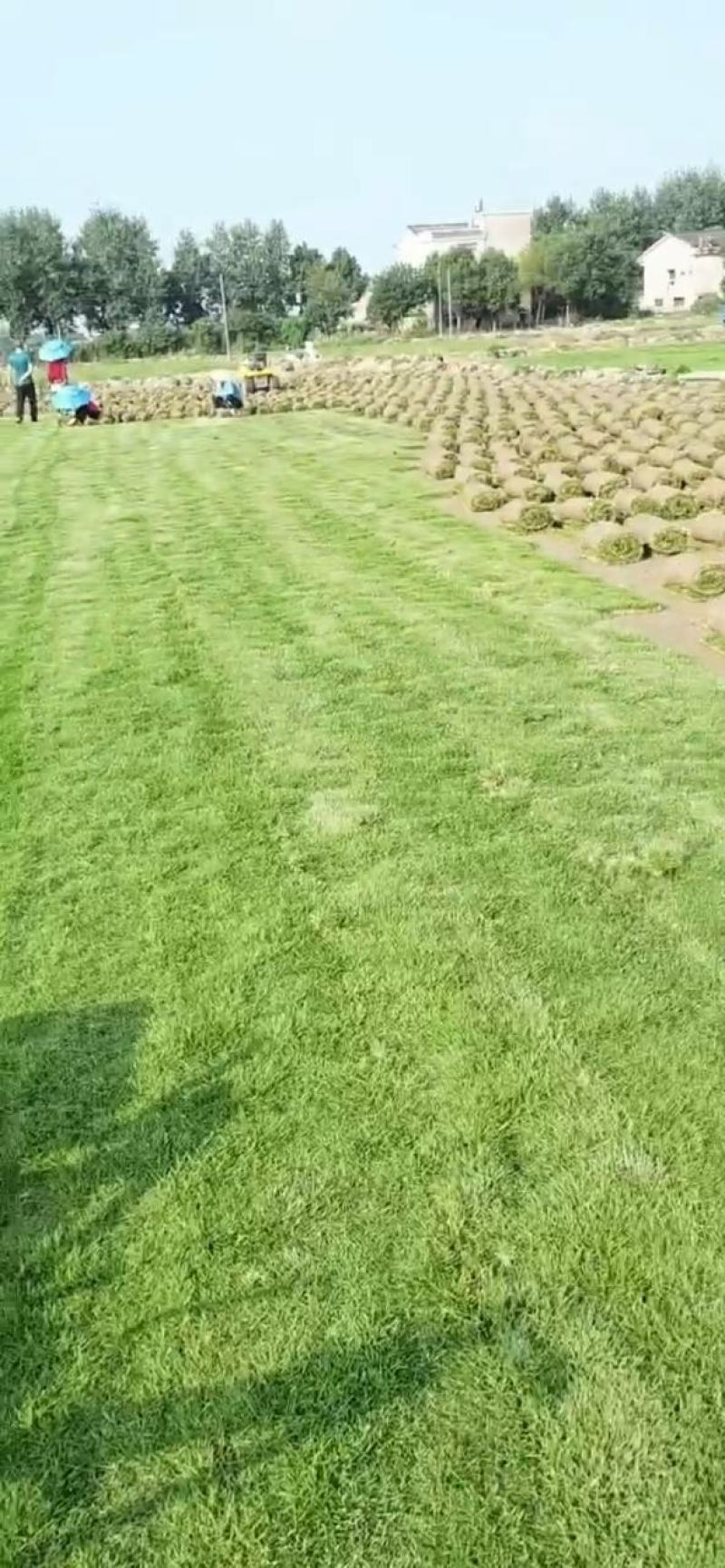 精品马尼拉草坪公园别墅绿化护坡