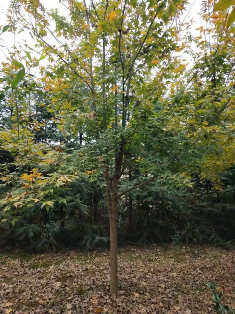 五角枫