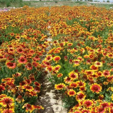 天人菊花种籽子四季易种多年生六月菊宿根虎皮菊种子庭院绿化