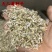 天人菊花种籽子四季易种多年生六月菊宿根虎皮菊种子庭院绿化