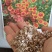 天人菊花种籽子四季易种多年生六月菊宿根虎皮菊种子庭院绿化