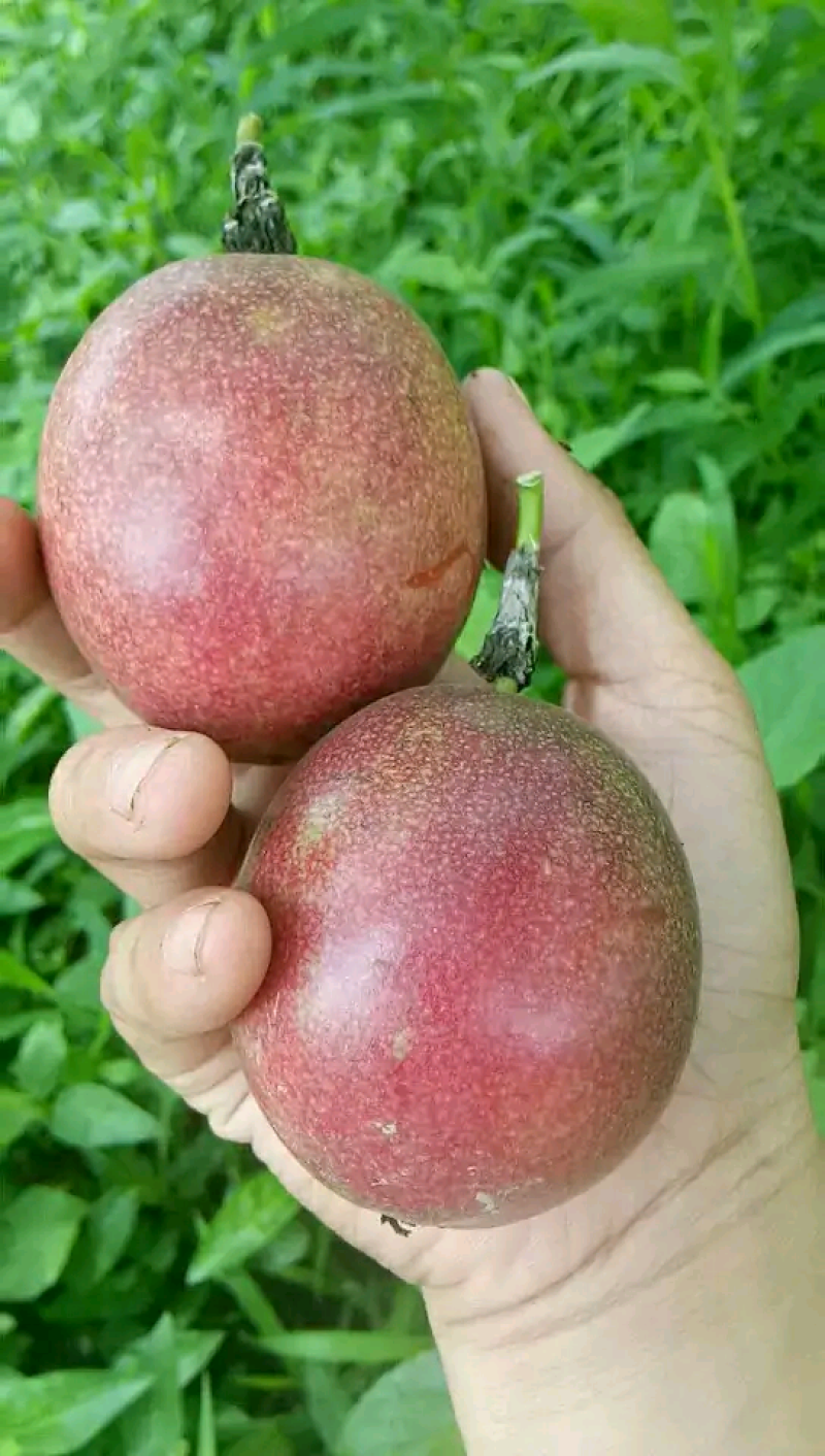 精品百香果一年四季供应（奶茶店专用）个电商一件代发