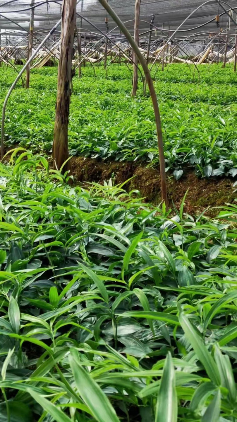 【精选】黄精种苗 产地直销一手货源实力供货 欢迎咨询