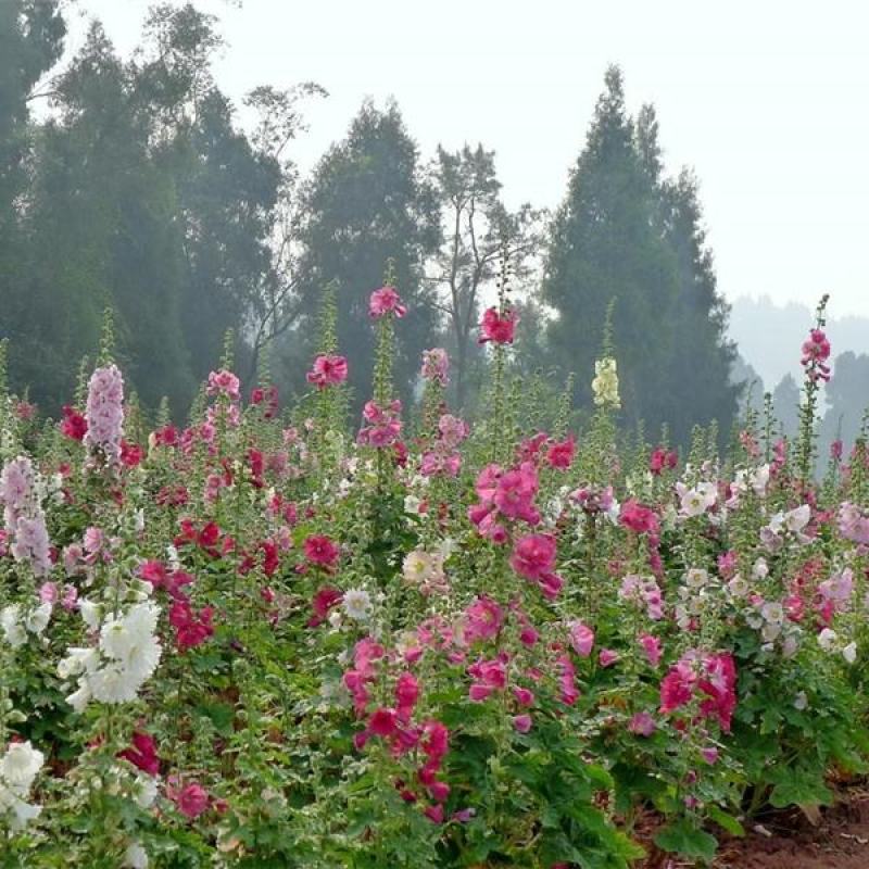 蜀葵种子籽多年生花草种籽四季易种阳台盆栽花卉好养活撒播花