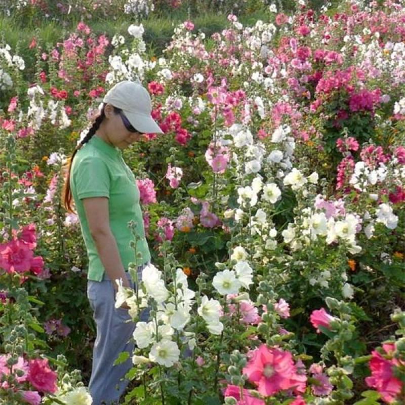 蜀葵种子籽多年生花草种籽四季易种阳台盆栽花卉好养活撒播花