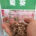 蜀葵种子籽多年生花草种籽四季易种阳台盆栽花卉好养活撒播花