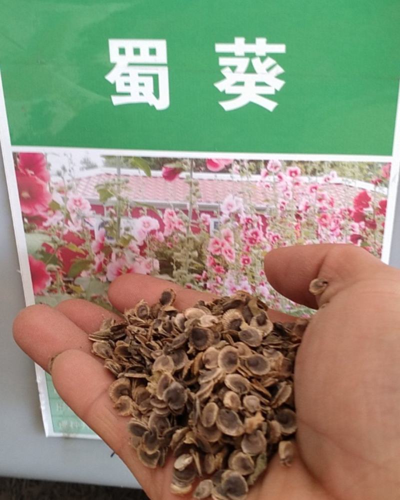 蜀葵种子籽多年生花草种籽四季易种阳台盆栽花卉好养活撒播花