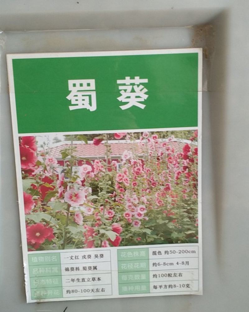蜀葵种子籽多年生花草种籽四季易种阳台盆栽花卉好养活撒播花
