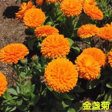 金盏菊种子四季金盏花种子绿化庭院花海阳台盆栽草花卉耐寒花