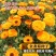 金盏菊种子四季金盏花种子绿化庭院花海阳台盆栽草花卉耐寒花