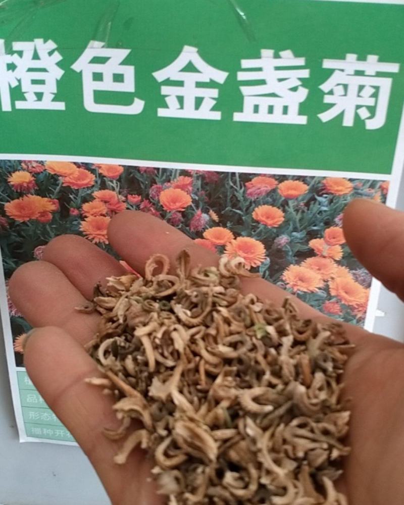 金盏菊种子四季金盏花种子绿化庭院花海阳台盆栽草花卉耐寒花