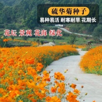 硫华菊种子，四季易播硫化花种子，庭院景观花草种子