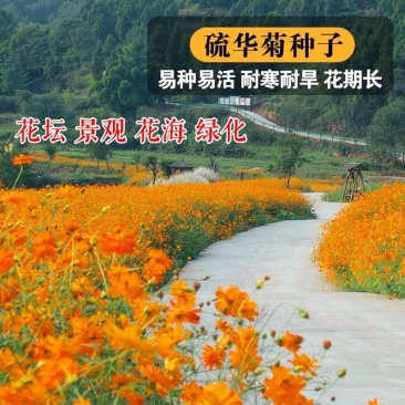 硫华菊种子，四季易播硫化花种子，庭院景观花草种子