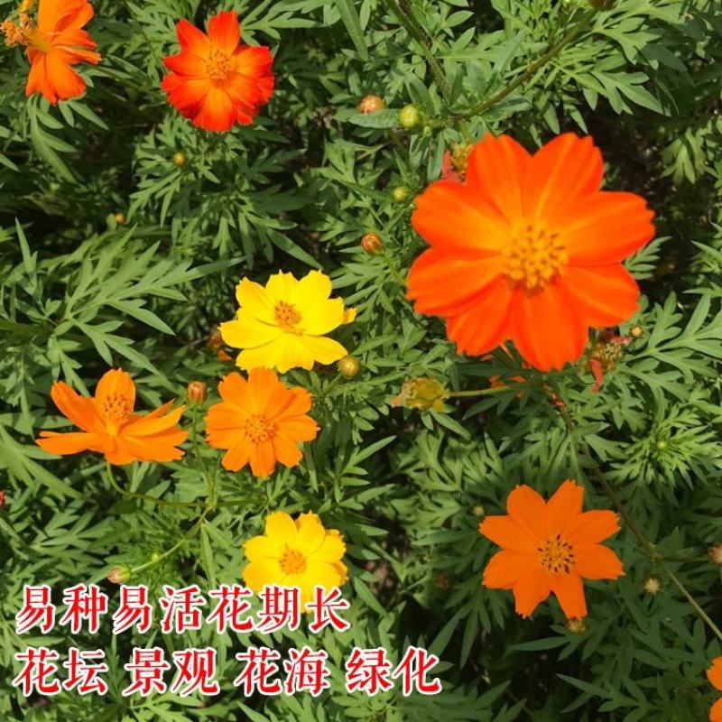 硫华菊种子，四季易播硫化花种子，庭院景观花草种子