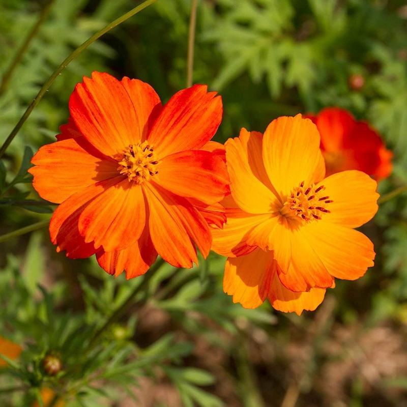 硫华菊种子，四季易播硫化花种子，庭院景观花草种子