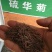 硫华菊种子，四季易播硫化花种子，庭院景观花草种子