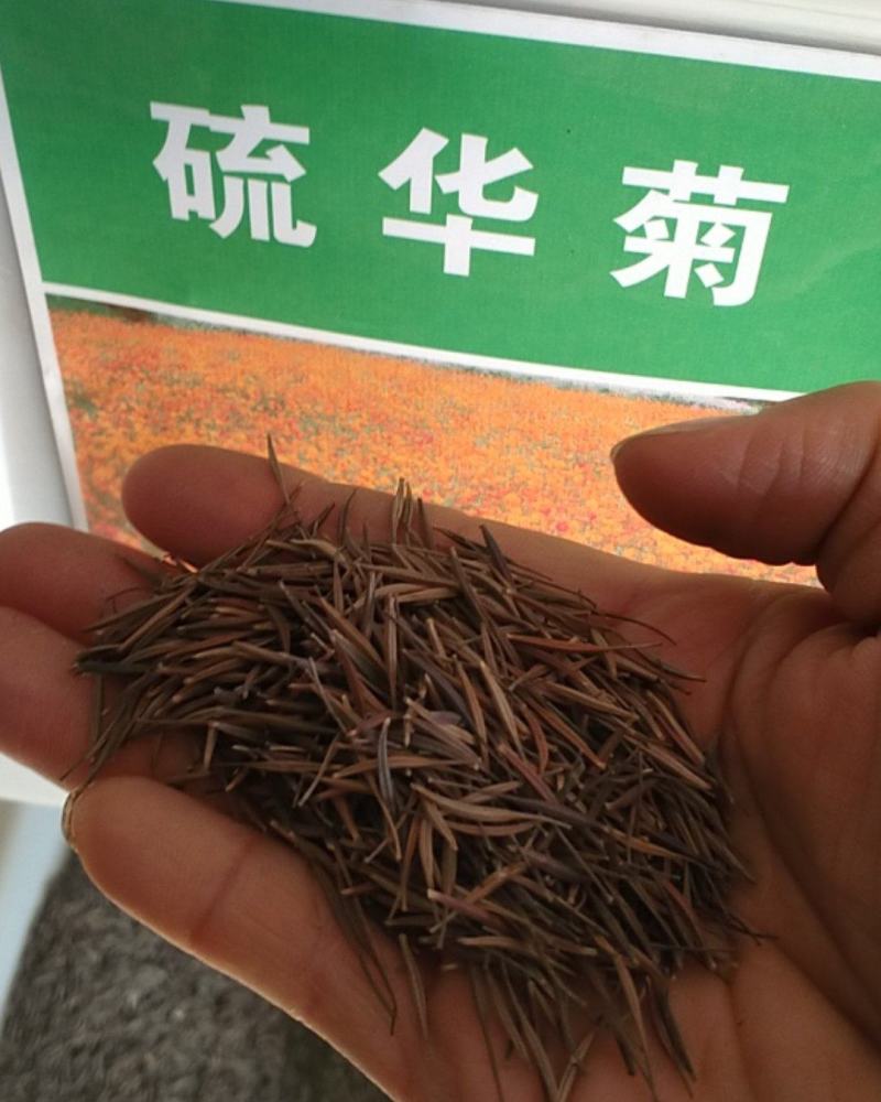 硫华菊种子，四季易播硫化花种子，庭院景观花草种子