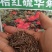 硫华菊种子，四季易播硫化花种子，庭院景观花草种子