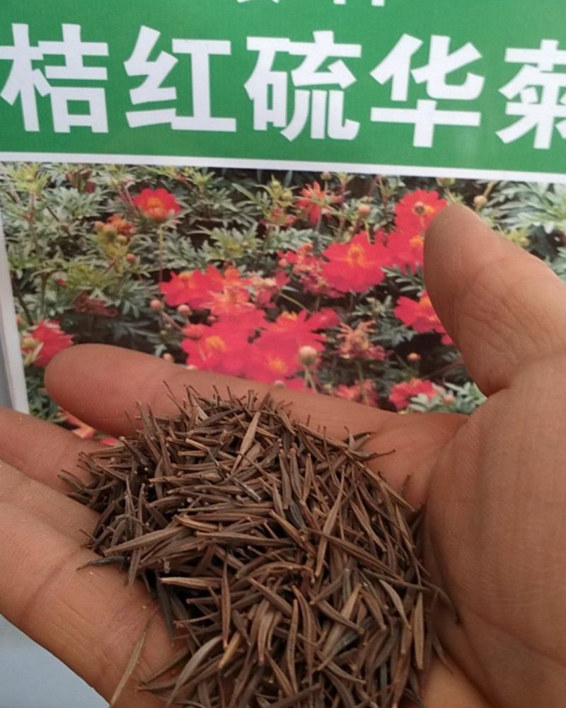 硫华菊种子，四季易播硫化花种子，庭院景观花草种子