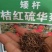硫华菊种子，四季易播硫化花种子，庭院景观花草种子