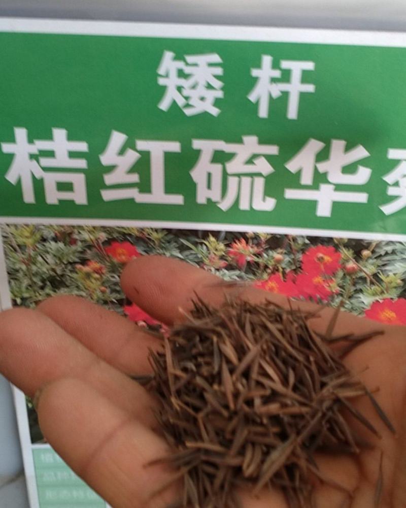硫华菊种子，四季易播硫化花种子，庭院景观花草种子