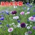 矢车菊花种子春季播种园林景观花海园艺绿化鲜花花卉种子耐寒