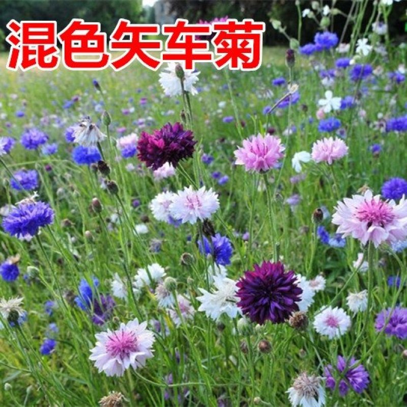 矢车菊花种子春季播种园林景观花海园艺绿化鲜花花卉种子耐寒