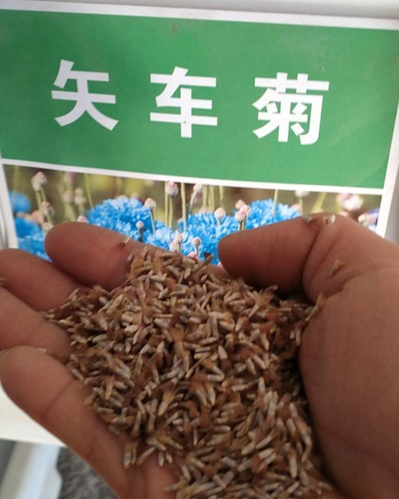 矢车菊花种子春季播种园林景观花海园艺绿化鲜花花卉种子耐寒