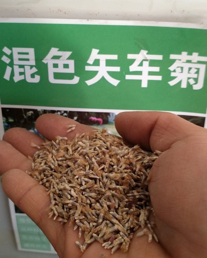 矢车菊花种子春季播种园林景观花海园艺绿化鲜花花卉种子耐寒