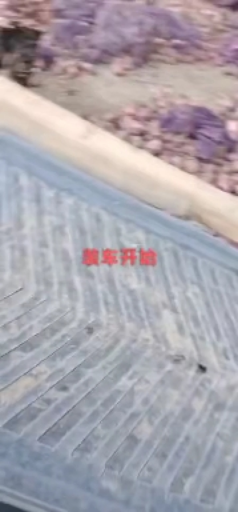 二红圆葱
