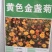 金盏菊种子四季金盏花种子绿化庭院花海阳台盆栽草花卉耐寒花