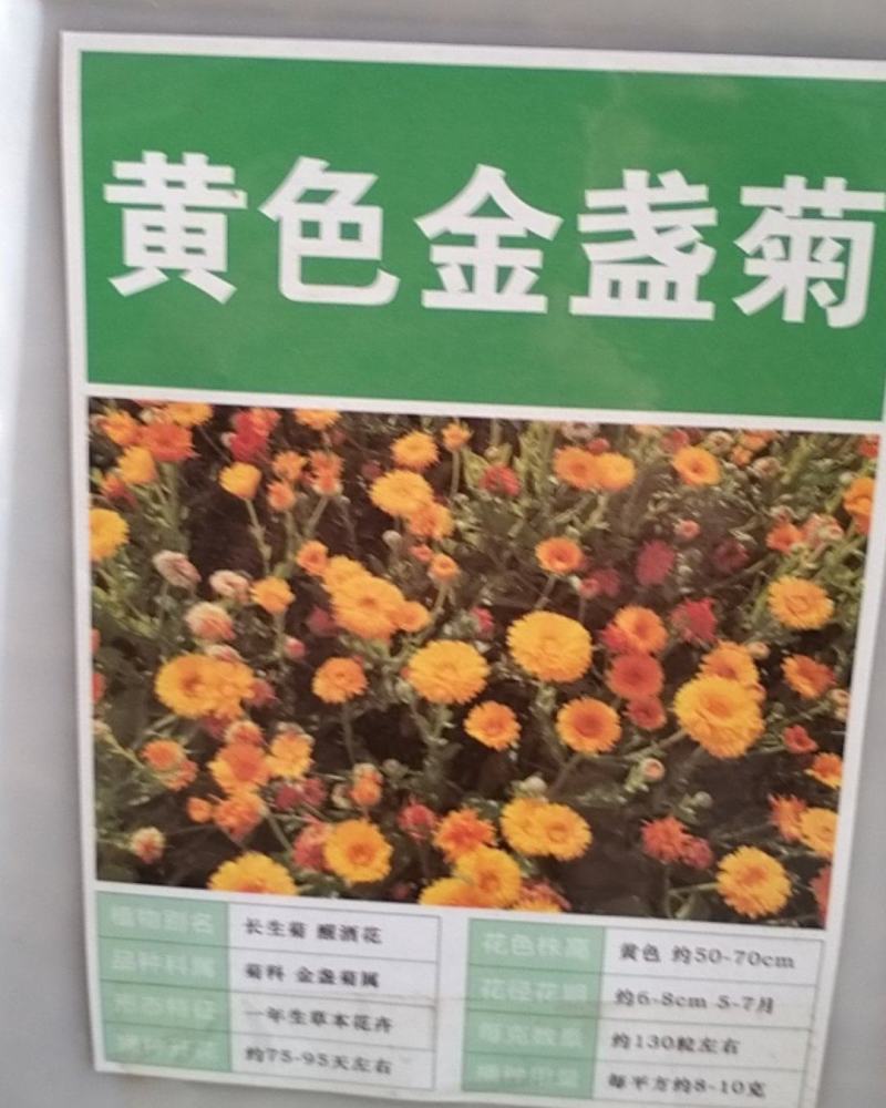 金盏菊种子四季金盏花种子绿化庭院花海阳台盆栽草花卉耐寒花