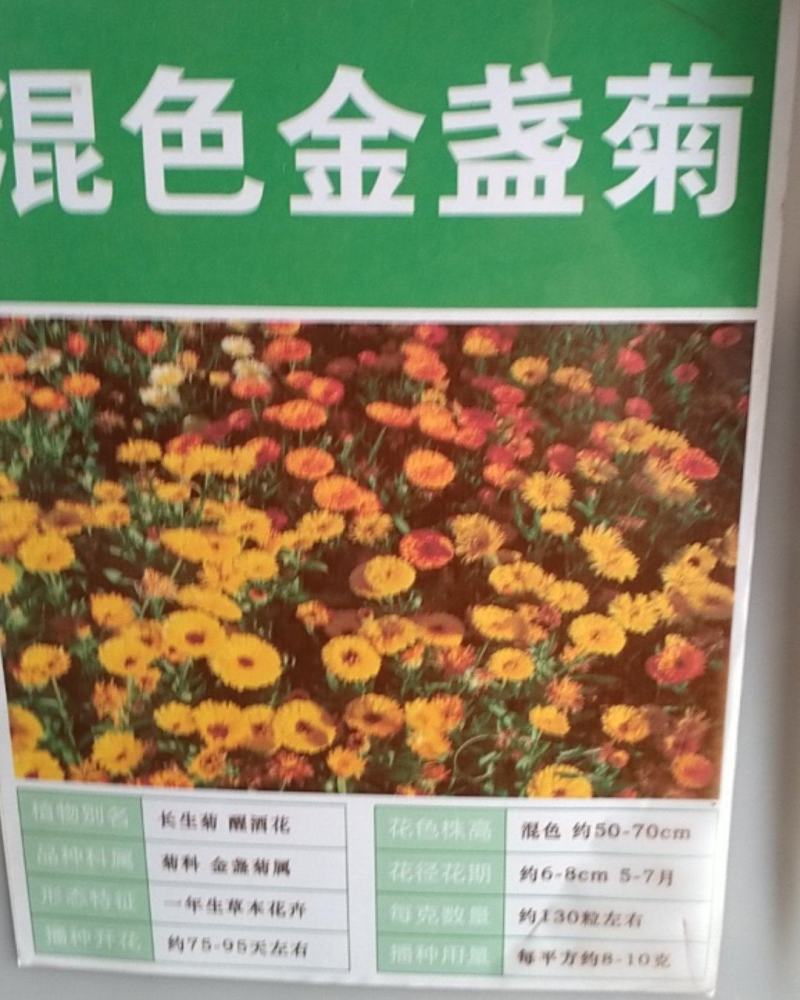 金盏菊种子四季金盏花种子绿化庭院花海阳台盆栽草花卉耐寒花