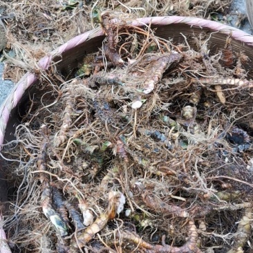 石菖蒲