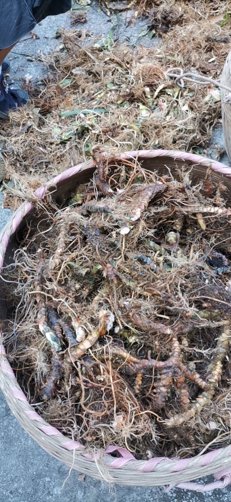 石菖蒲
