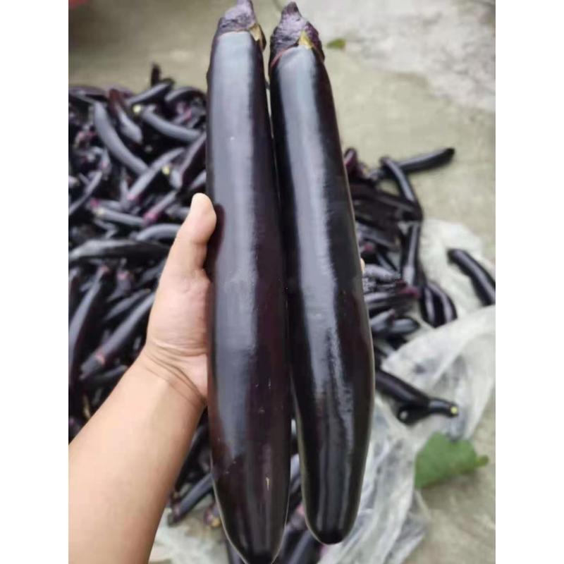 天娇黑长茄种子中早熟长势旺产量高保护地春秋栽培