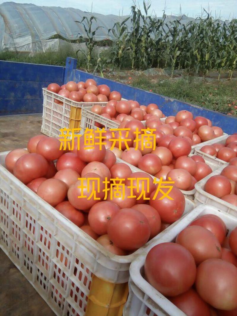 浙江温州苍南精品大棚硬粉西红柿弧二弧三以上