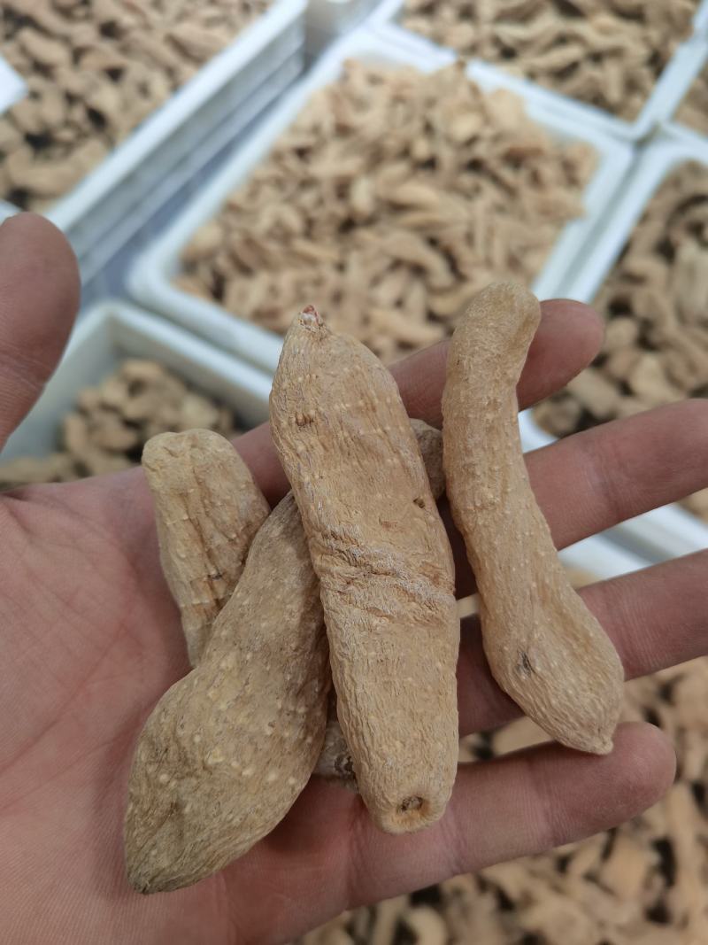 【精选】各种天麻大量批发规格齐全对接全国药材市场