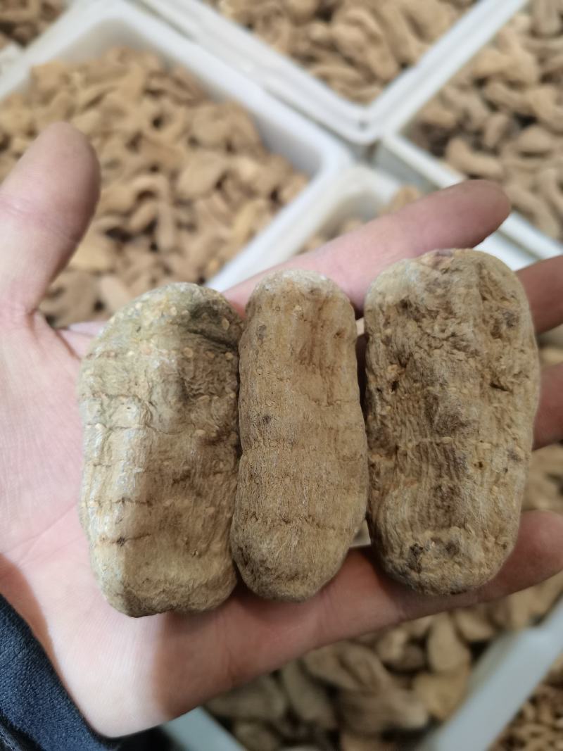 【精选】各种天麻大量批发规格齐全对接全国药材市场