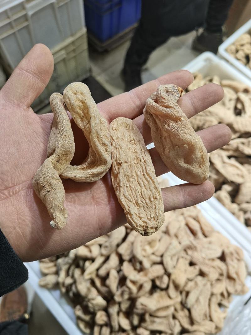 【精选】各种天麻大量批发规格齐全对接全国药材市场