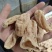 【精选】各种天麻大量批发规格齐全对接全国药材市场