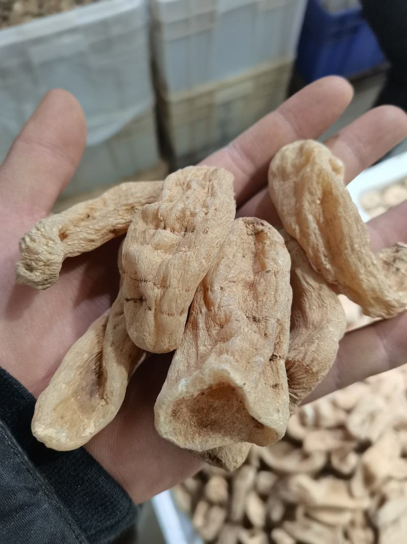 【精选】各种天麻大量批发规格齐全对接全国药材市场