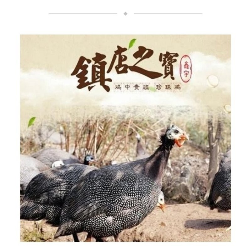 珍珠鸡苗孵化场直供一手货源珍珠鸡品质保障全国包运包打疫苗