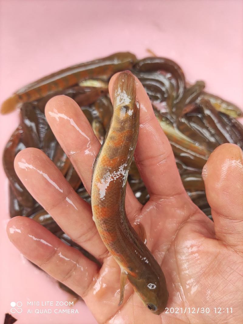 红月七星鱼苗品种优良欢迎全国客户前来订购