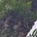 槲蕨