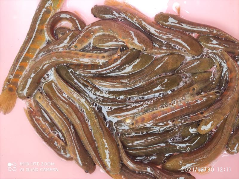 红月七星鱼苗品种优良欢迎全国客户前来订购