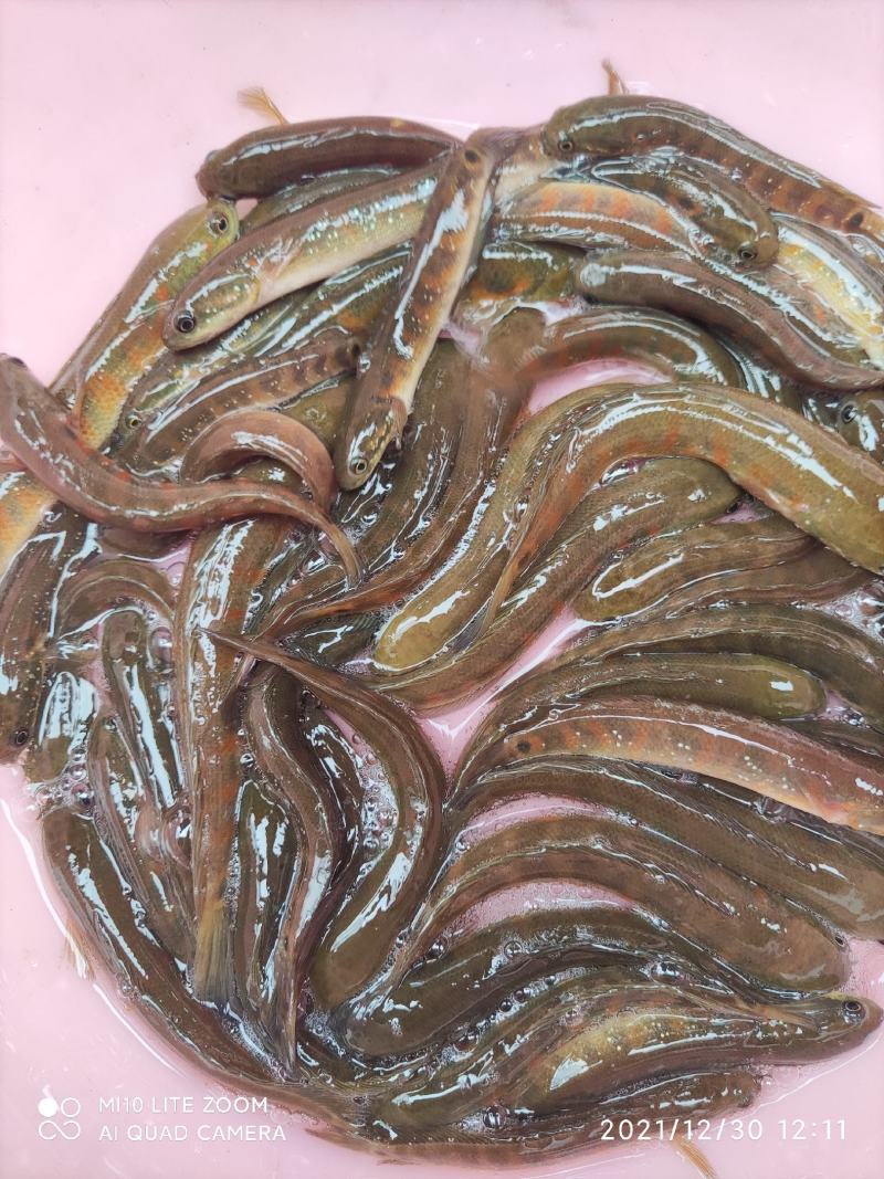 红月七星鱼苗品种优良欢迎全国客户前来订购