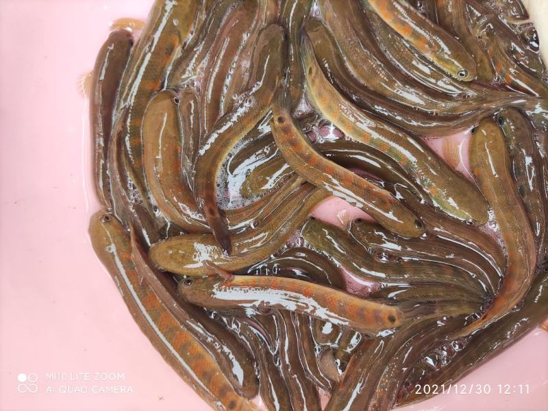 红月七星鱼苗品种优良欢迎全国客户前来订购