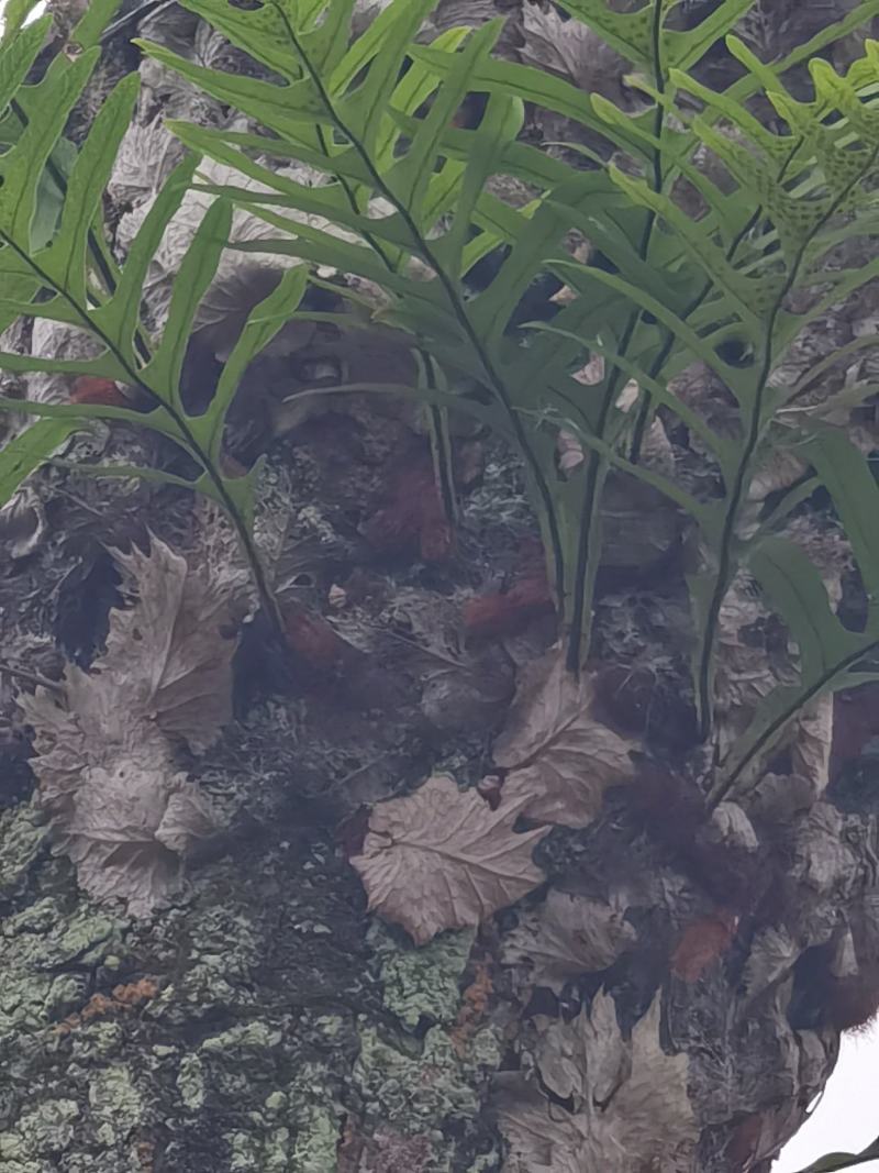 槲蕨